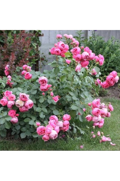 Гіллястий щільний кущ троянди Помпонелла